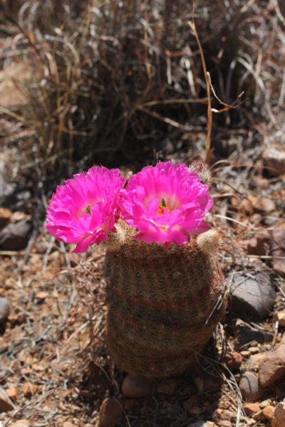 echinocereusrigidissimus3.jpg