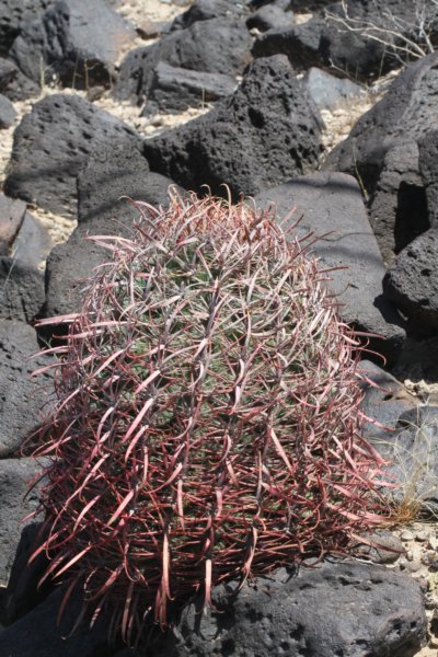 ferocactusacanthodes2.jpg