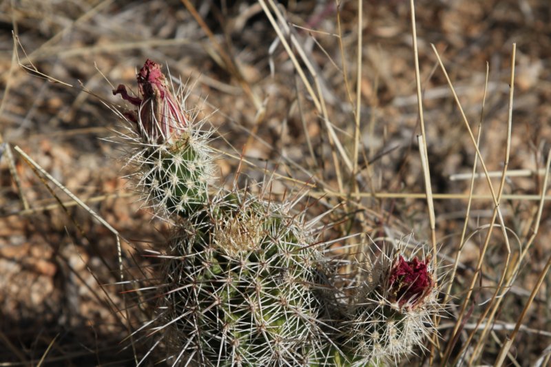 echinocereusfendlerivarrectispinus.jpg