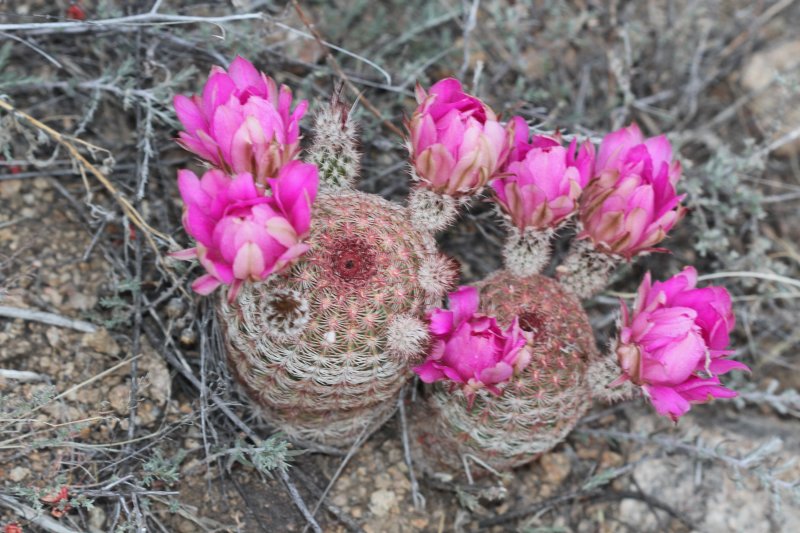 echinocereusrigidissimus.jpg