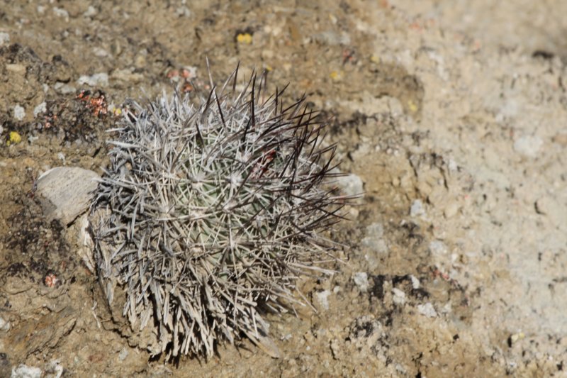 utahiasileripediocactus6.jpg