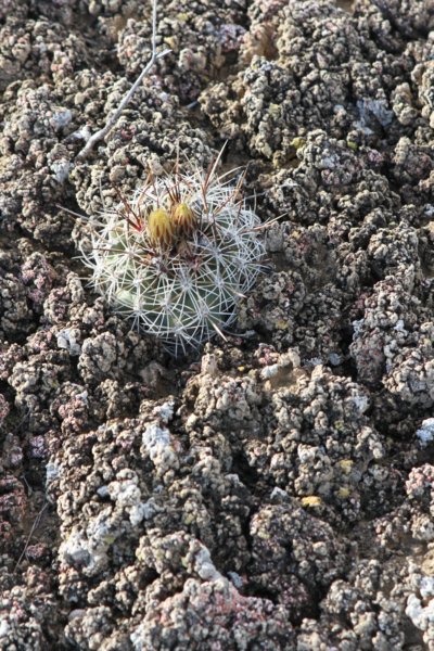 utahiasileripediocactus8.jpg