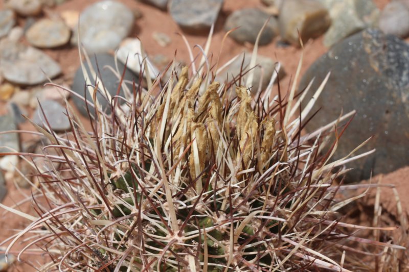 sclerocactuswhipplei2.jpg