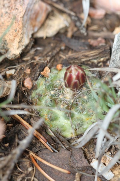 pediocactusparadinei2.jpg