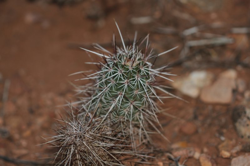 echinocereusengelmannii.jpg