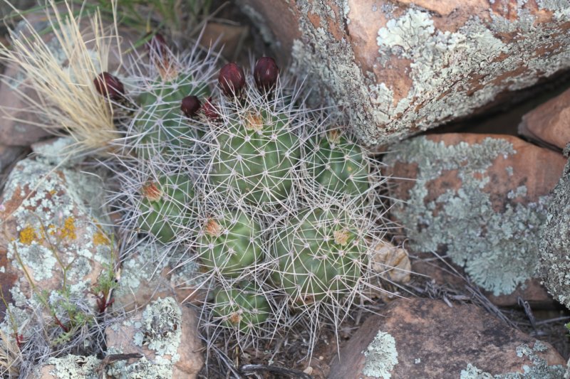 echinocereustriglochiadatusvarmojavensis.jpg