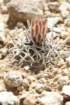 navajoafickeiseniipediocactuspeeblesianusvarfickeiseniorum3_small.jpg