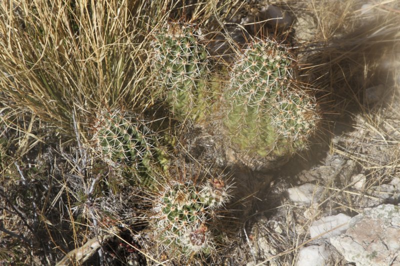 echinocereusfendleri3.jpg