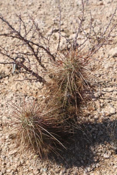 echinocereusengelmannii.jpg