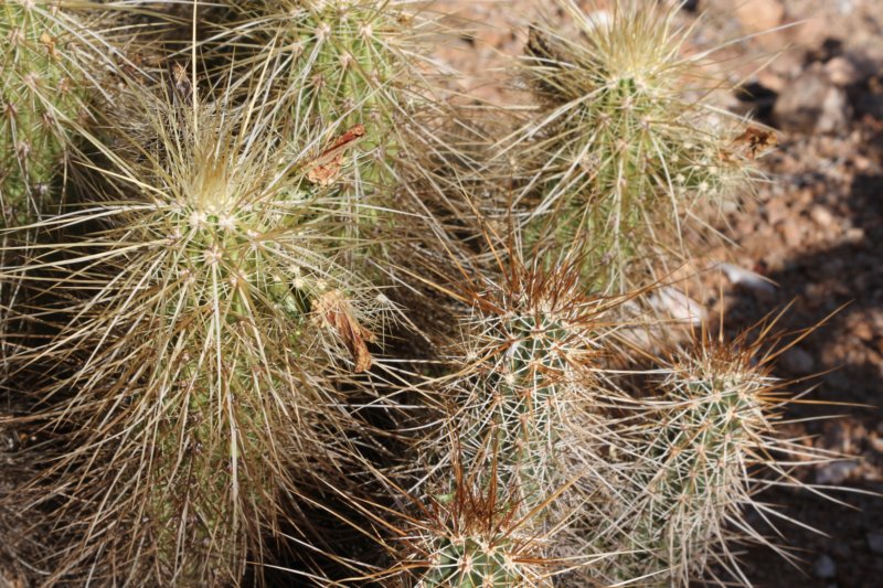 echinocereusnicholiilhsechinocereusengelmanniirhs.jpg