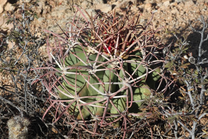 ferocactusemoryi.jpg