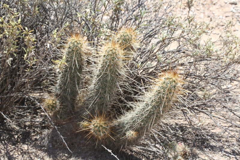 echinocereusengelmannii.jpg