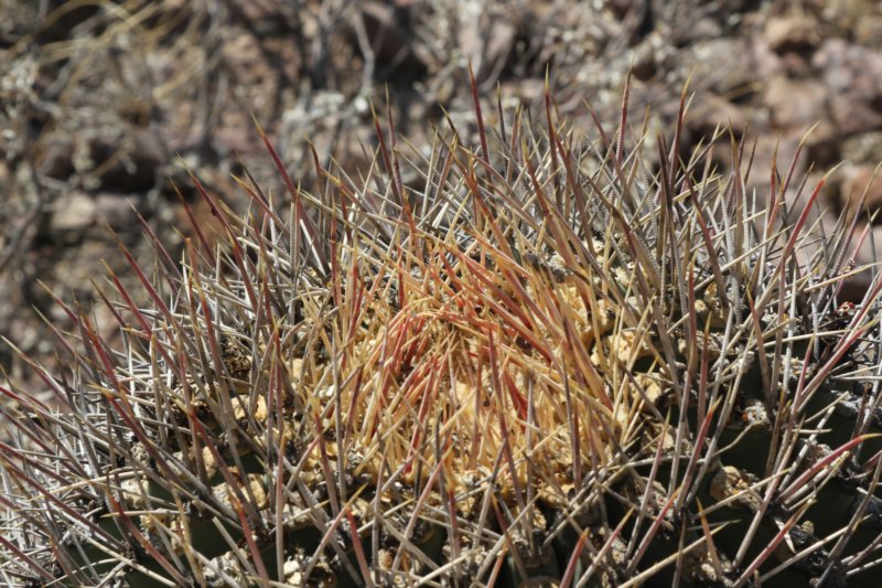 ferocactusemoryi2.jpg