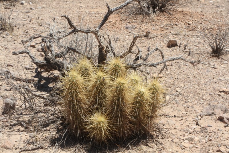 echinocereusengelmannii3.jpg