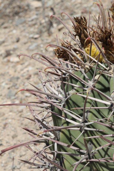 ferocactusemoryi.jpg