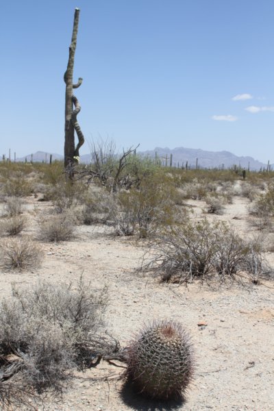 habitatferocactusemoryiforeground.jpg