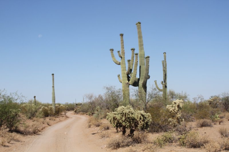 habitatcylindropuntiafulgidaforeground.jpg