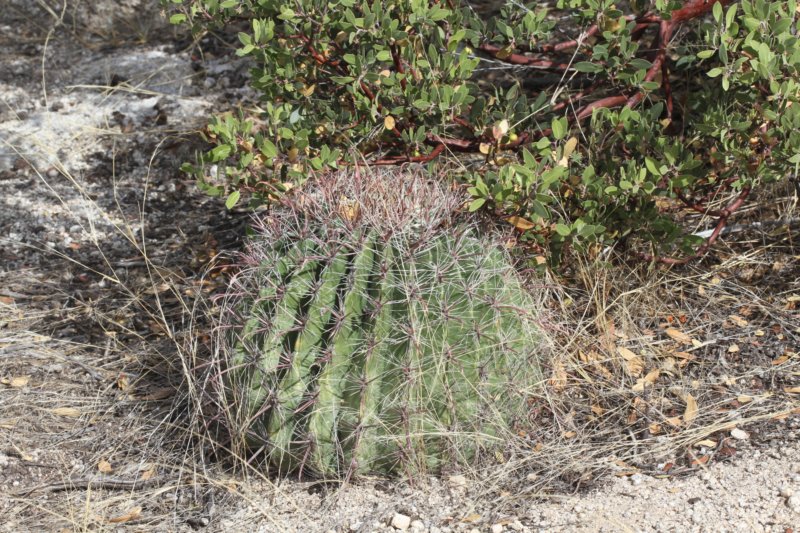 ferocactuswislizenii.jpg