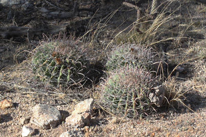 ferocactuswislizenii2.jpg