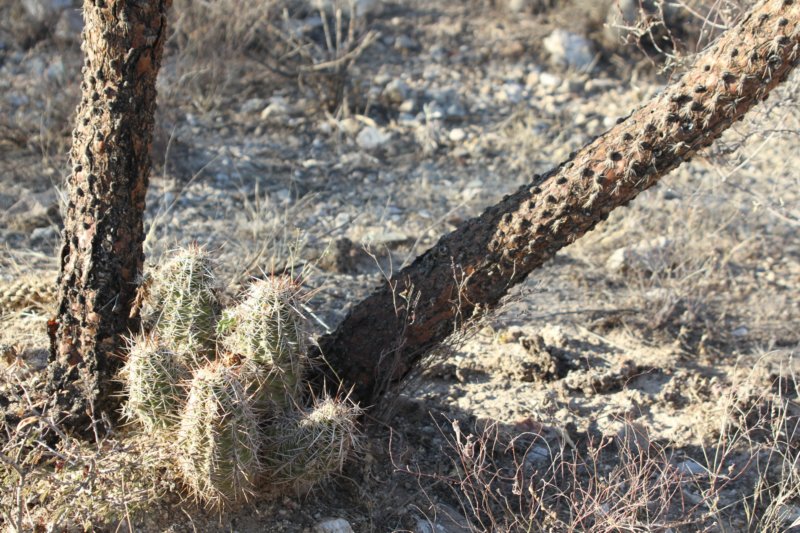 echinocereusfendlerivarrectispinus.jpg