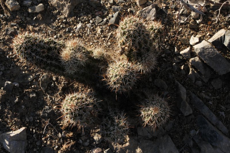 echinocereusfendlerivarrectispinus2.jpg