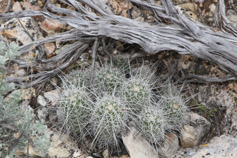 echinocereustriglochiadatus.jpg