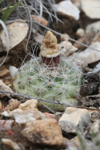 pediocactusparadineiinei.jpg