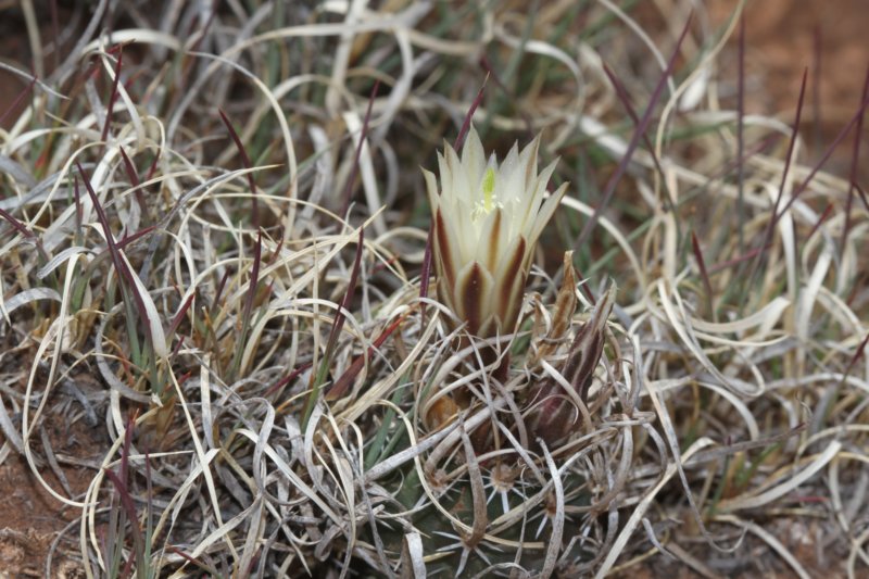 toumeyapapyracanthasclerocactus.jpg