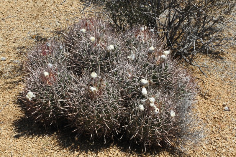 echinocactuspolycephalus.jpg