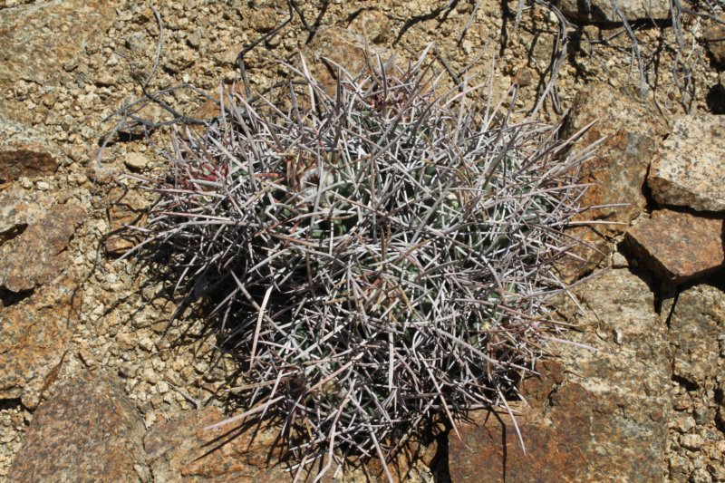 echinocactuspolycephalus2.jpg