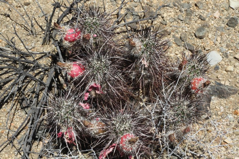 echinocereusengelmannii2.jpg