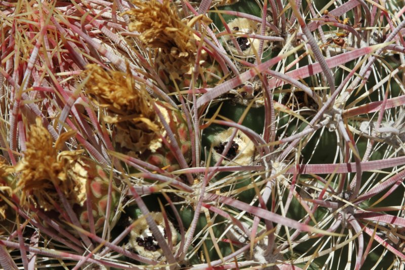 ferocactusacanthodes.jpg