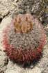 ferocactusacanthodes2_small.jpg