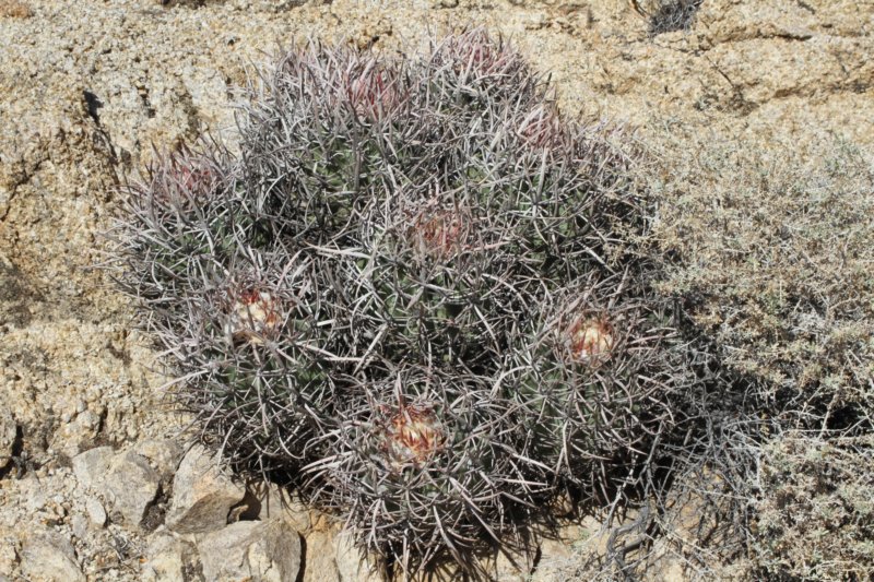 echinocactuspolycephalus.jpg