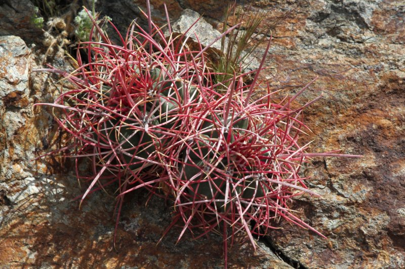 ferocactusacanthodes.jpg