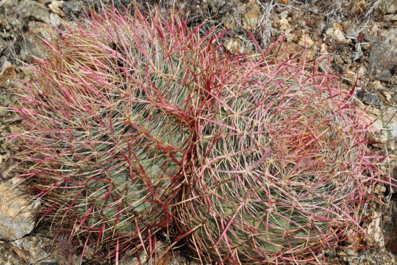 ferocactusacanthodes2.jpg