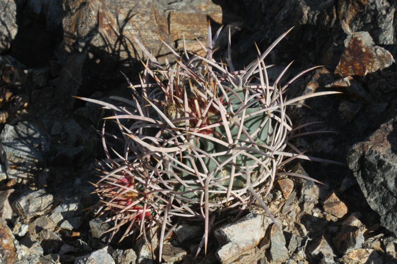 echinocactuspolycephalus3.jpg