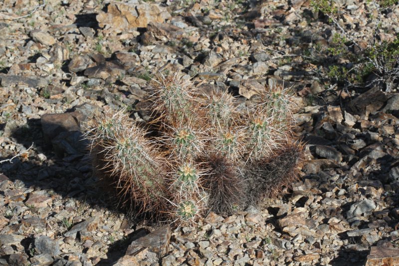 echinocereusengelmannii.jpg