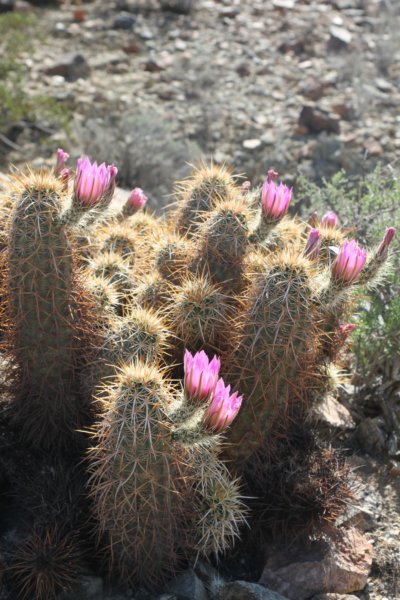 echinocereusengelmannii3.jpg