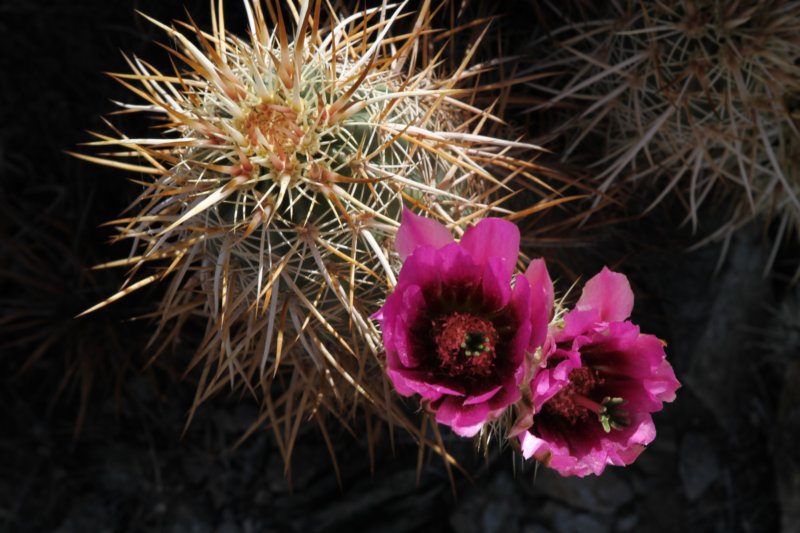 echinocereusengelmannii4.jpg