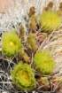 ferocactusacanthodes3_small.jpg