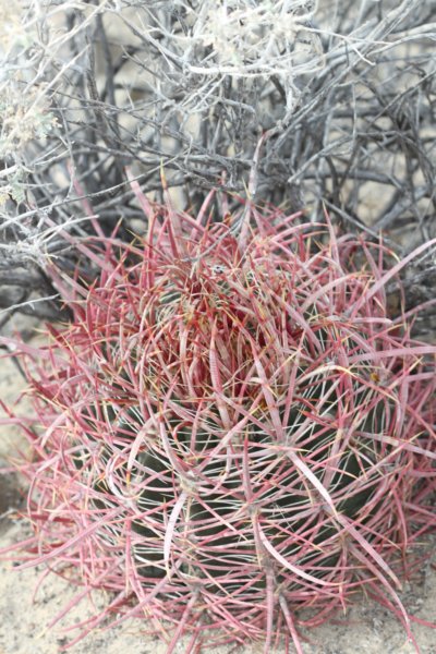 ferocactusacanthodes.jpg