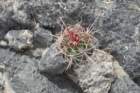 ferocactusacanthodes4_small.jpg