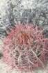 ferocactusacanthodes_small.jpg