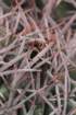 echinocactuspolycephalus_small.jpg
