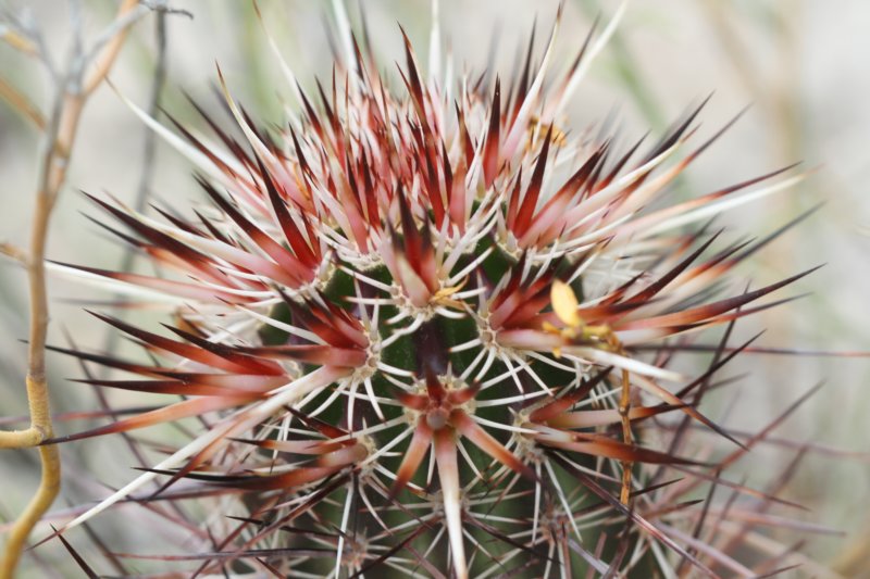 echinocereusengelmannii.jpg