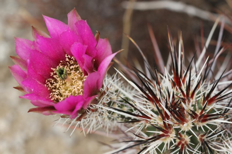 echinocereusengelmannii2.jpg