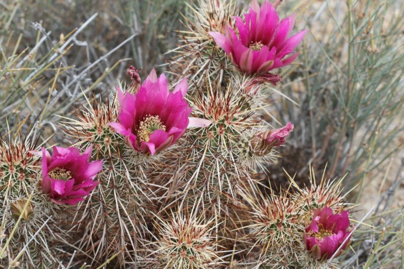 echinocereusengelmannii3.jpg