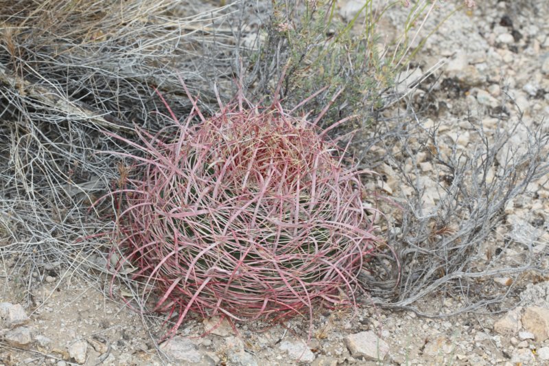 ferocactusacanthodes.jpg