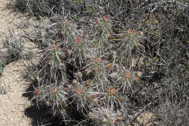 echinocereusengelmannii.jpg